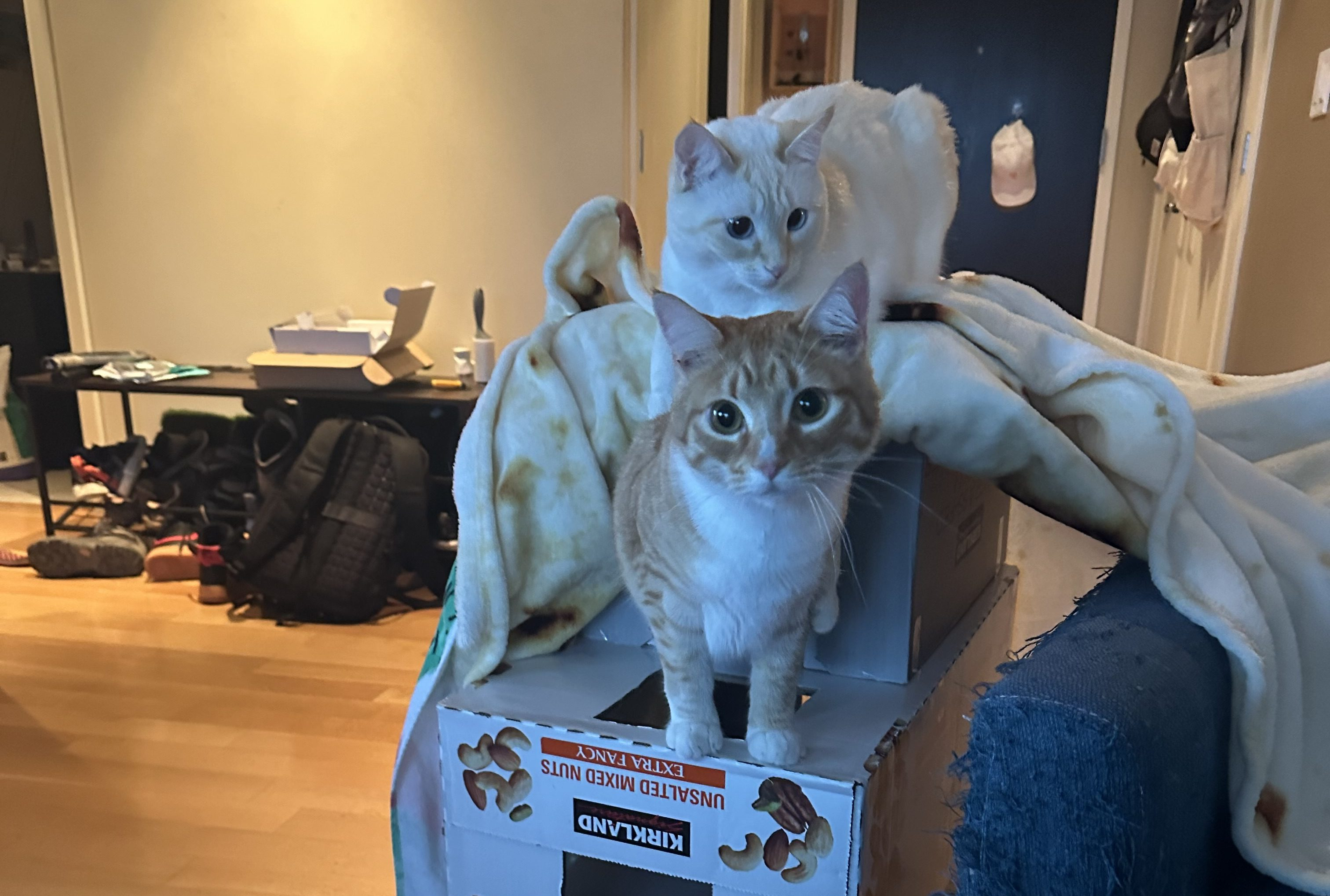 Creative, Free, and Fun Ways to Keep Your Cat Active and Stimulated